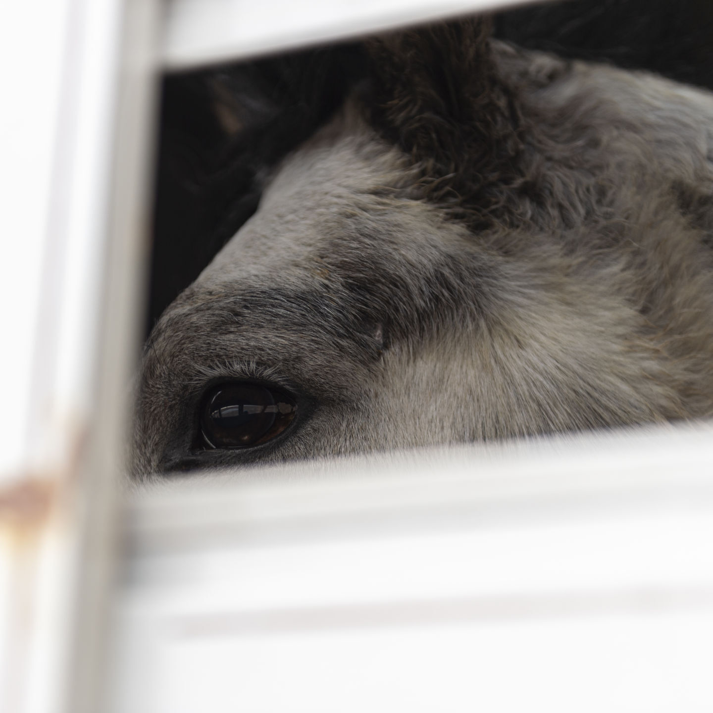 BLM releases 11 horses back into the wild